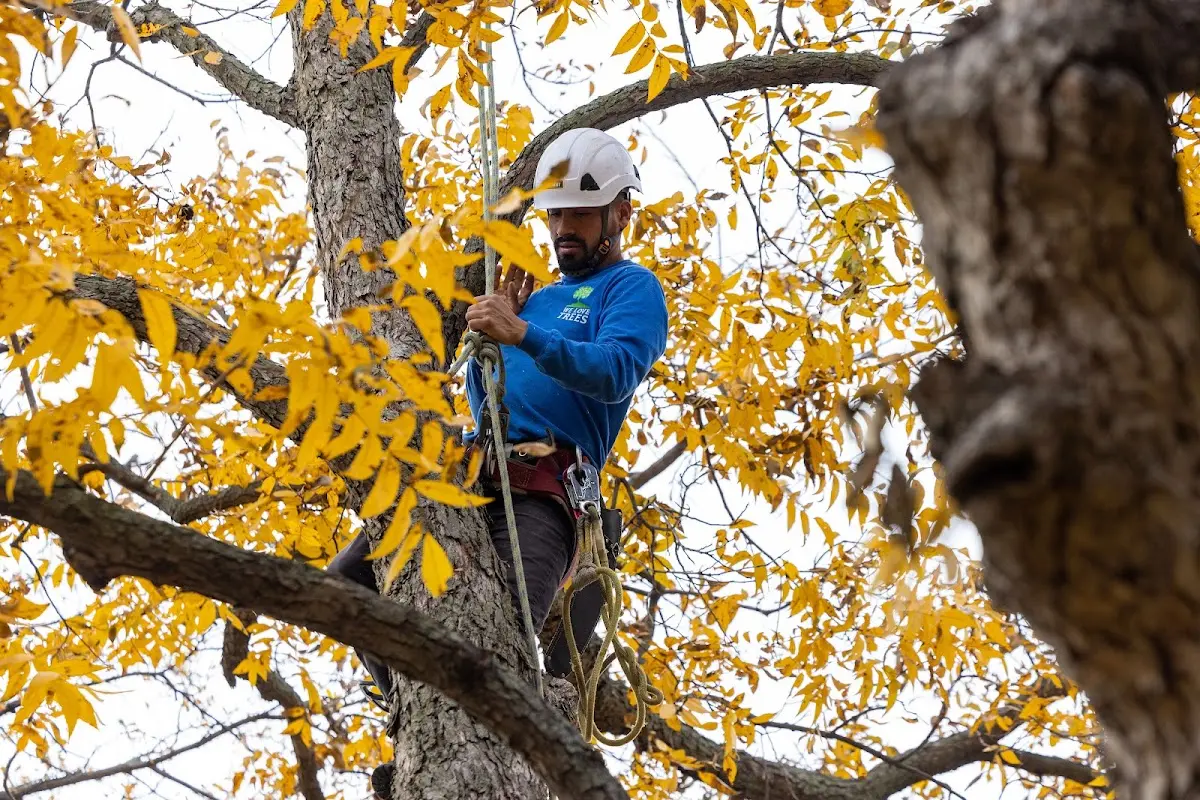 Skilled Tree Trimming crew working in Smithtown